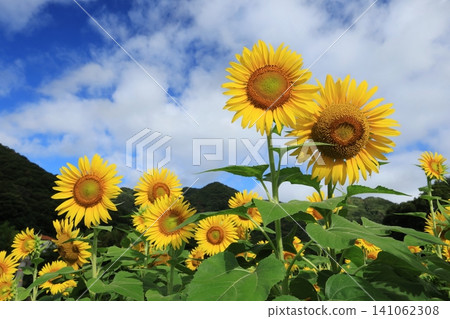 Sunflower 3449 141062308