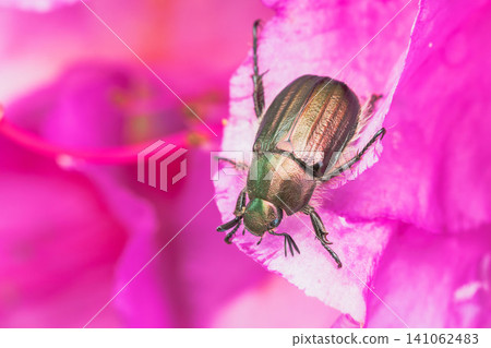 Springtime fields and mountains: Azalea blossoms and scarab beetles 03 Springtime fields and mountains: Azalea blossoms and scarab beetles 03 141062483