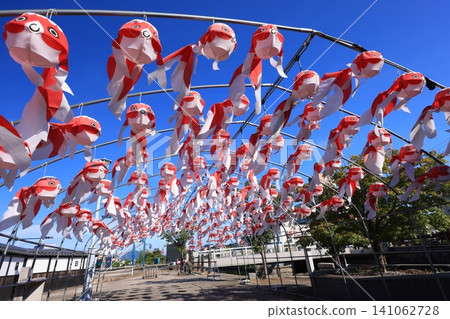 柳井金魚燈籠節 3146 141062728