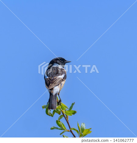 A male Siberian Stonechat perched on a tree branch against a blue sky. (Birdwatching, Nature) A male Siberian Stonechat perched on a tree branch against a blue sky. (Birdwatching, Nature) 141062777