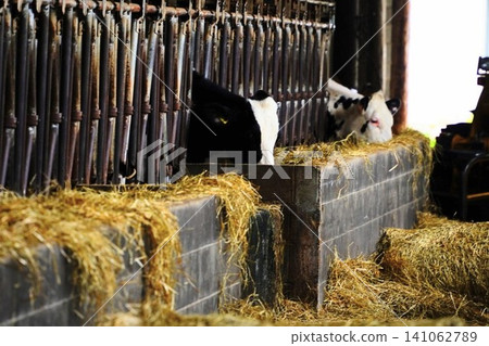 一頭荷斯坦乳牛在牛棚吃飼料的場景。 一頭荷斯坦乳牛在牛棚吃飼料的場景。 141062789