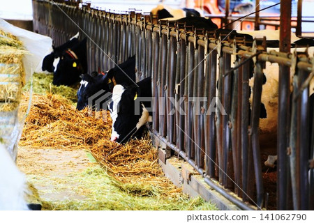 A scene of a dairy cow (Holstein) eating feed in the barn. A scene of a dairy cow (Holstein) eating feed in the barn. 141062790