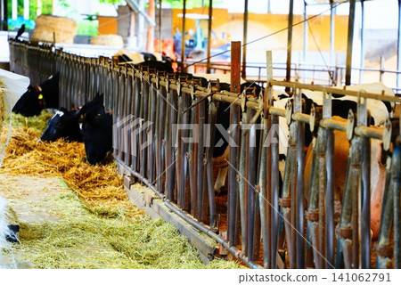 一頭荷斯坦乳牛在牛棚吃飼料的場景。 一頭荷斯坦乳牛在牛棚吃飼料的場景。 141062791