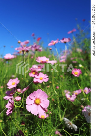 Cosmos field 4731 Cosmos field 4731 141063216