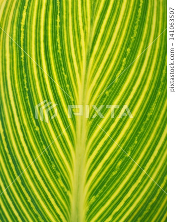 Canna leaves Canna leaves 141063507