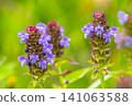 bright blue flowers 141063588