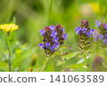 bright blue flowers 141063589