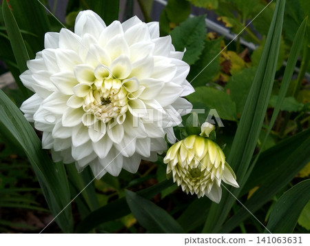 A refined early summer garden scene adorned with pure white dahlias and their buds. A refined early summer garden scene adorned with pure white dahlias and their buds. 141063631