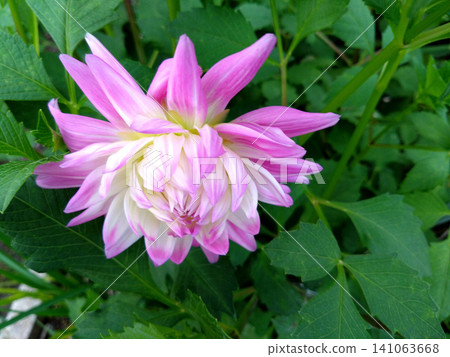 An elegant garden in early summer, where pale pink dahlias are in bloom. An elegant garden in early summer, where pale pink dahlias are in bloom. 141063668