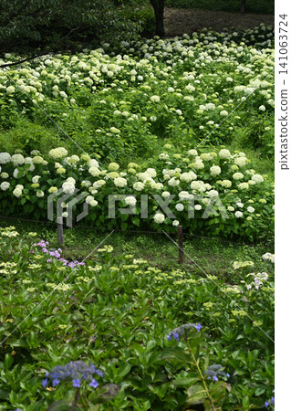 Annabel Annabel 141063724