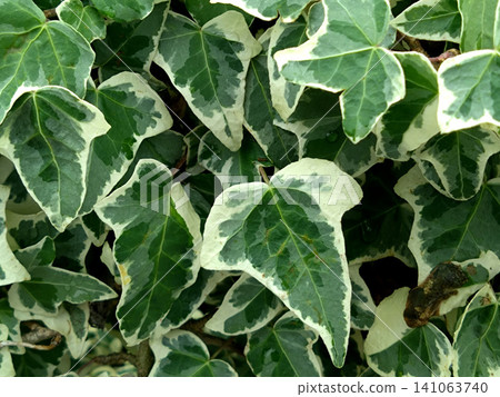 The green texture of the ivy leaves with beautiful white variegation. The green texture of the ivy leaves with beautiful white variegation. 141063740