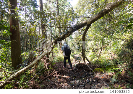 A student's back as he walks through the subtropical primeval forest of Mount Mihara on Hachijojima Island. A student's back as he walks through the subtropical primeval forest of Mount Mihara on Hachijojima Island. 141063825