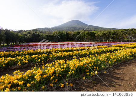 Freesia fields on Hachijo Island, adorning the spring season Freesia fields on Hachijo Island, adorning the spring season 141063856