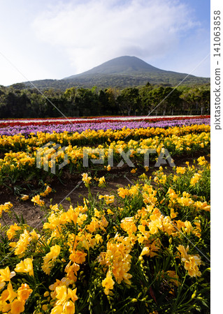 Freesia fields on Hachijo Island, adorning the spring season Freesia fields on Hachijo Island, adorning the spring season 141063858