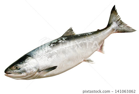 A cutout image of a young chum salmon (Toki salmon) taken facing downwards, with a white background. A cutout image of a young chum salmon (Toki salmon) taken facing downwards, with a white background. 141063862