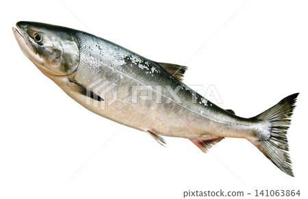 A cutout image of a young chum salmon (Toki salmon) taken facing upwards, with a white background. A cutout image of a young chum salmon (Toki salmon) taken facing upwards, with a white background. 141063864