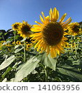 Close-up of sunflowers blooming under a blue sky 141063956