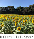 A field of sunflowers spreading under the blue sky 141063957
