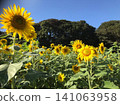 A field of sunflowers blooming towards the blue sky. 141063958
