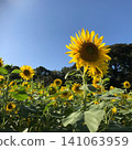 A single sunflower that shines in the blue sky 141063959
