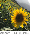 A summer sunflower field captured in an oblique composition. 141063960