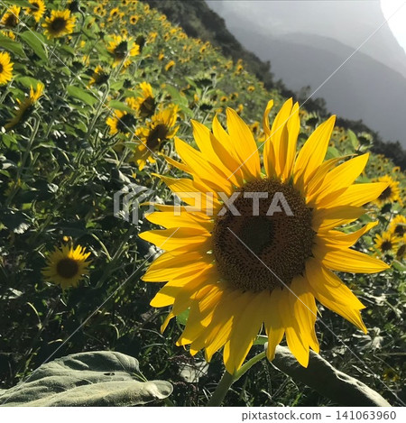 A summer sunflower field captured in an oblique composition. A summer sunflower field captured in an oblique composition. 141063960