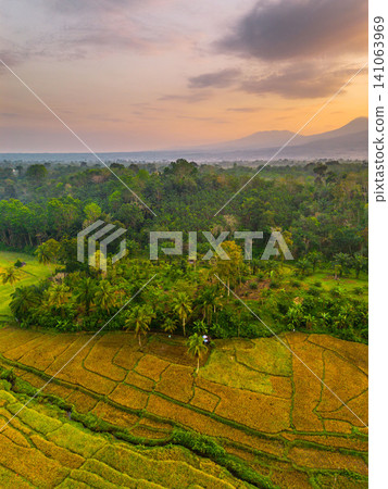 Beautiful panoramic aerial view of terraced rice fields at sunrise in Indonesia, surrounded by lush tropical greenery and palm trees Beautiful panoramic aerial view of terraced rice fields at sunrise in Indonesia, surrounded by lush tropical greenery and palm trees 141063969