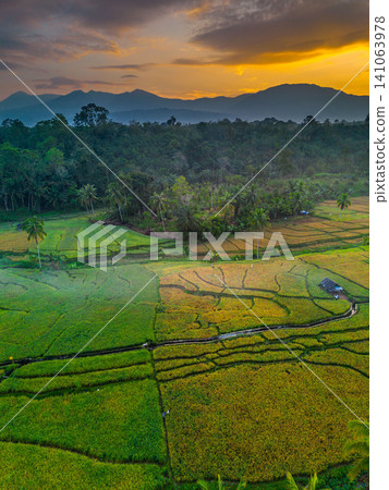 Beautiful panoramic aerial view of terraced rice fields at sunrise in Indonesia, surrounded by lush tropical greenery and palm trees 141063978