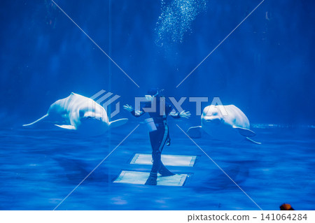 【#BelugaWhale】A fantastical underwater show featuring beluga whales interacting with divers at an aquarium. 【#BelugaWhale】A fantastical underwater show featuring beluga whales interacting with divers at an aquarium. 141064284