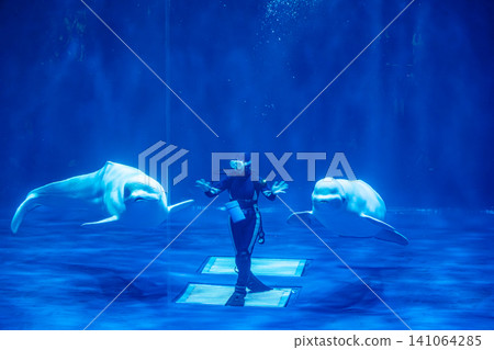 【#BelugaWhale】A fantastical underwater show featuring beluga whales interacting with divers at an aquarium. 【#BelugaWhale】A fantastical underwater show featuring beluga whales interacting with divers at an aquarium. 141064285