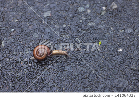 Snails I found on Hachijojima Island Snails I found on Hachijojima Island 141064322