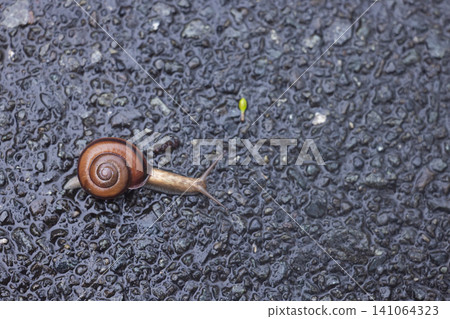 Snails I found on Hachijojima Island Snails I found on Hachijojima Island 141064323
