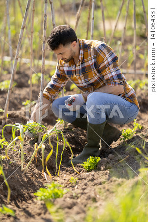 Young man trimming green sprouts on farm field Young man trimming green sprouts on farm field 141064331