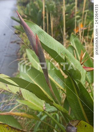鶴望蘭花蕾,開花前 鶴望蘭花蕾,開花前 141064355
