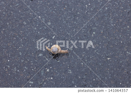 Snails I found on Hachijojima Island Snails I found on Hachijojima Island 141064357