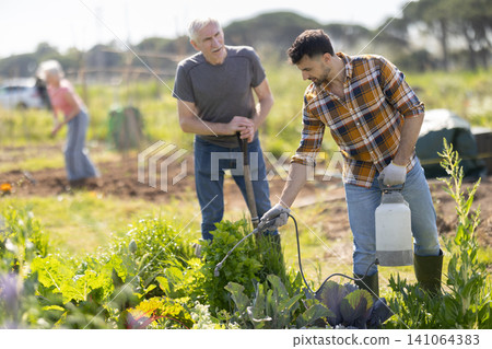 Young and elderly men spraying water on plants in field Young and elderly men spraying water on plants in field 141064383