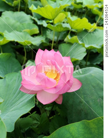 Urban scenery of Ueno, Tokyo: Lotus flowers in Shinobazu Pond [July] 141064514