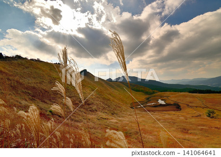 The golden pampas grass of Soni Plateau in late autumn is beautiful. The golden pampas grass of Soni Plateau in late autumn is beautiful. 141064641