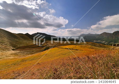 The golden pampas grass of Soni Plateau in late autumn is beautiful. The golden pampas grass of Soni Plateau in late autumn is beautiful. 141064645