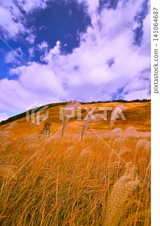The golden pampas grass of Soni Plateau in late autumn is beautiful. The golden pampas grass of Soni Plateau in late autumn is beautiful. 141064687