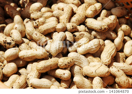 Freshly sampled peanuts 141064870
