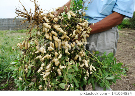 Peanuts freshly picked from the field Peanuts freshly picked from the field 141064884
