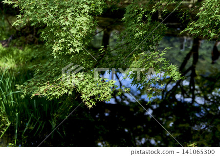 關西地區最著名的賞花寺廟之一-圓寺,寺內的繡球花為雨季增添了一抹生氣勃勃的色彩。 關西地區最著名的賞花寺廟之一-圓寺,寺內的繡球花為雨季增添了一抹生氣勃勃的色彩。 141065300