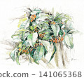 用水彩鉛筆畫的桂花植物藝術作品。 141065368