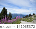 Pink alpine plants blooming in the mountains of Whistler 141065372
