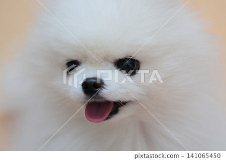 Pomeranian's face Pomeranian's face 141065450