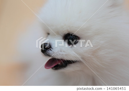 博美犬的臉 博美犬的臉 141065451