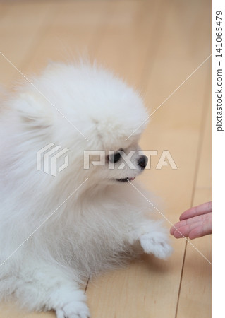 一隻博美犬躺在客廳裡 一隻博美犬躺在客廳裡 141065479