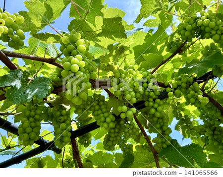 Full of ripe grapes Full of ripe grapes 141065566