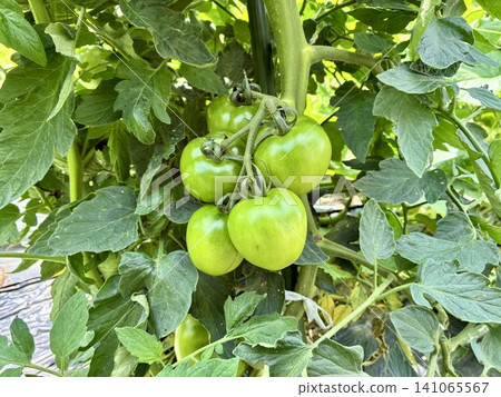 Tomato growing in the field Tomato growing in the field 141065567